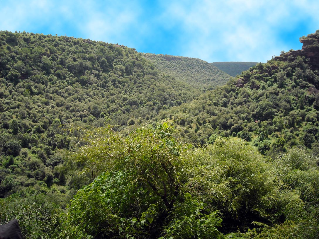 प्राकृतिक हरियाली